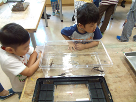 ホクリクサンショウウオ！子どもたちは興味津々です。