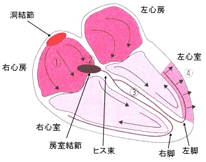 心臓の名前