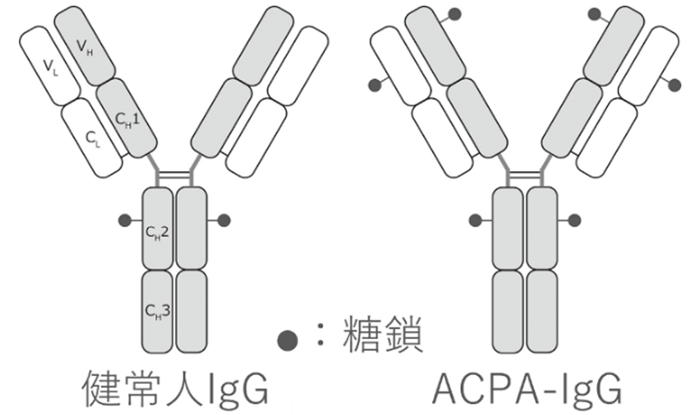 ACPA-IgG イメージ