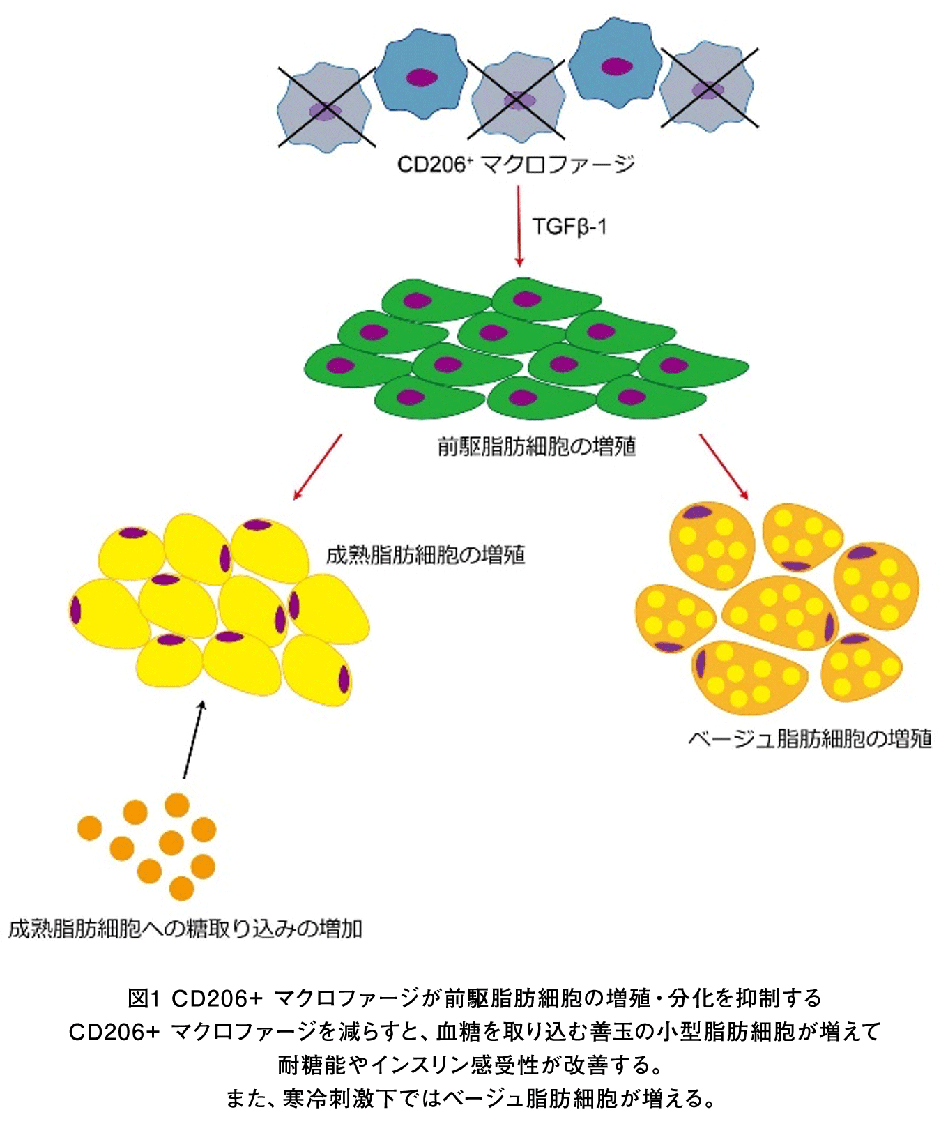 CD206+ マクロファージ イメージ