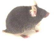 C57BL/6マウス