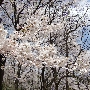 CIMG0061.JPG