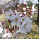 DSCF2295.JPG